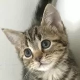 アメリカンショートヘア