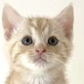 アメリカンショートヘア