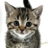 アメリカンショートヘア