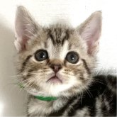 アメリカンショートヘア