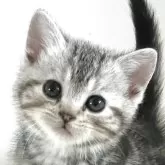 アメリカンショートヘア