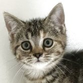 アメリカンショートヘア