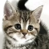 アメリカンショートヘア