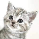 アメリカンショートヘア