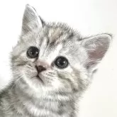 アメリカンショートヘア