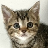 アメリカンショートヘア