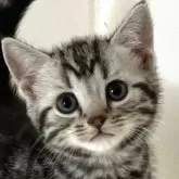 アメリカンショートヘア