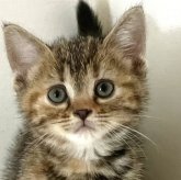 アメリカンショートヘア