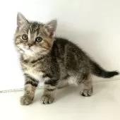 アメリカンショートヘア【千葉県・女の子・2024年12月13日・ブラウンパッチドタビー】の写真2