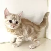 アメリカンショートヘア【千葉県・男の子・2025年7月10日・クリームタビー】の写真2