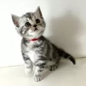 アメリカンショートヘア【千葉県・女の子・2025年1月10日・シルバーパッチドタビー】の写真2