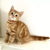 アメリカンショートヘア【千葉県・男の子・2025年6月5日・レッドタビー】の写真3