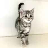 アメリカンショートヘア【千葉県・女の子・2025年7月4日・シルバーパッチドタビー】の写真3