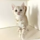 アメリカンショートヘア【千葉県・男の子・2025年7月25日・クリームタビー】の写真3