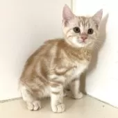 アメリカンショートヘア【千葉県・男の子・2025年7月10日・クリームタビー】の写真4