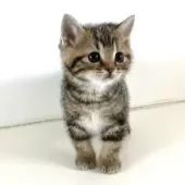 アメリカンショートヘア【千葉県・男の子・2025年10月24日・ブラウンタビー】の写真5