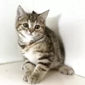 アメリカンショートヘア【千葉県・女の子・2025年7月18日・ブラウンパッチドタビー】の写真5