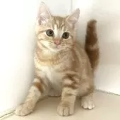 アメリカンショートヘア【千葉県・男の子・2025年7月10日・クリームタビー】の写真5