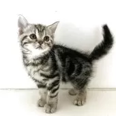 アメリカンショートヘア【千葉県・女の子・2025年7月4日・シルバータビー】の写真6