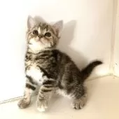 アメリカンショートヘア【千葉県・女の子・2025年4月4日・ブラウンパッチドタビー】の写真6