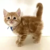 アメリカンショートヘア【千葉県・男の子・2025年3月2日・レッドタビー】の写真6