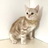 アメリカンショートヘア【千葉県・男の子・2025年7月10日・クリームタビー】の写真6