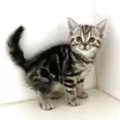 アメリカンショートヘア【千葉県・女の子・2025年7月4日・シルバータビー】の写真7