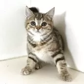 アメリカンショートヘア【千葉県・女の子・2025年7月18日・ブラウンパッチドタビー】の写真7