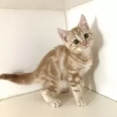 アメリカンショートヘア【千葉県・男の子・2025年7月10日・クリームタビー】の写真7