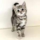 アメリカンショートヘア【千葉県・女の子・2025年7月4日・シルバーパッチドタビー】の写真7