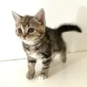 アメリカンショートヘア【千葉県・女の子・2025年4月4日・ブラウンパッチドタビー】の写真8