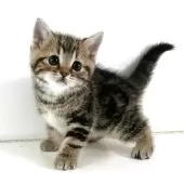 アメリカンショートヘア【千葉県・男の子・2025年10月24日・ブラウンタビー】の写真8