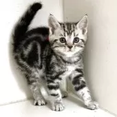 アメリカンショートヘア【千葉県・男の子・2025年3月24日・シルバータビー】の写真8