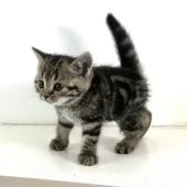 アメリカンショートヘア【千葉県・女の子・2025年10月24日・ブラウンタビー】の写真8