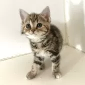 アメリカンショートヘア【千葉県・女の子・2025年4月4日・ブラウンパッチドタビー】の写真9