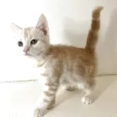 アメリカンショートヘア【千葉県・男の子・2025年7月25日・クリームタビー】の写真9