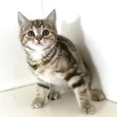 アメリカンショートヘア【千葉県・女の子・2025年7月18日・ブラウンパッチドタビー】の写真9