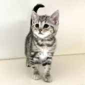 アメリカンショートヘア【千葉県・女の子・2025年7月4日・シルバーパッチドタビー】の写真9