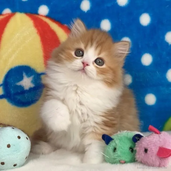 ID：2212-02319の子猫