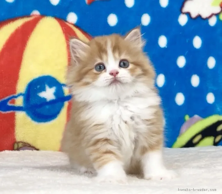 ID:2105-02145の子猫