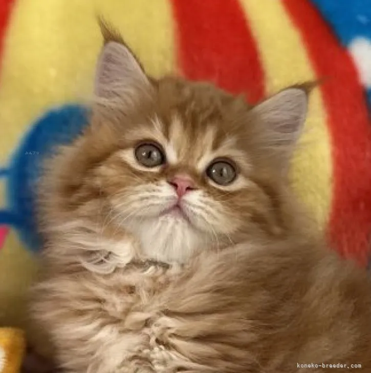 ID：2310-00628の子猫