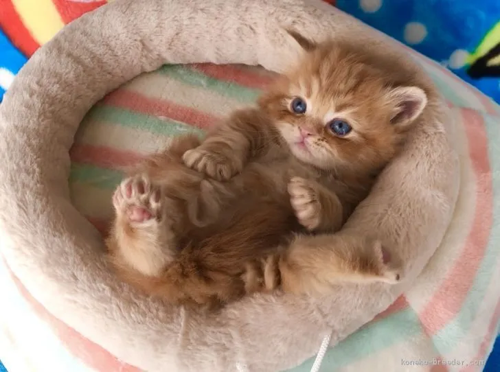 ID：2003-00173の子猫