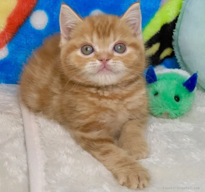 ID:2201-01339の子猫