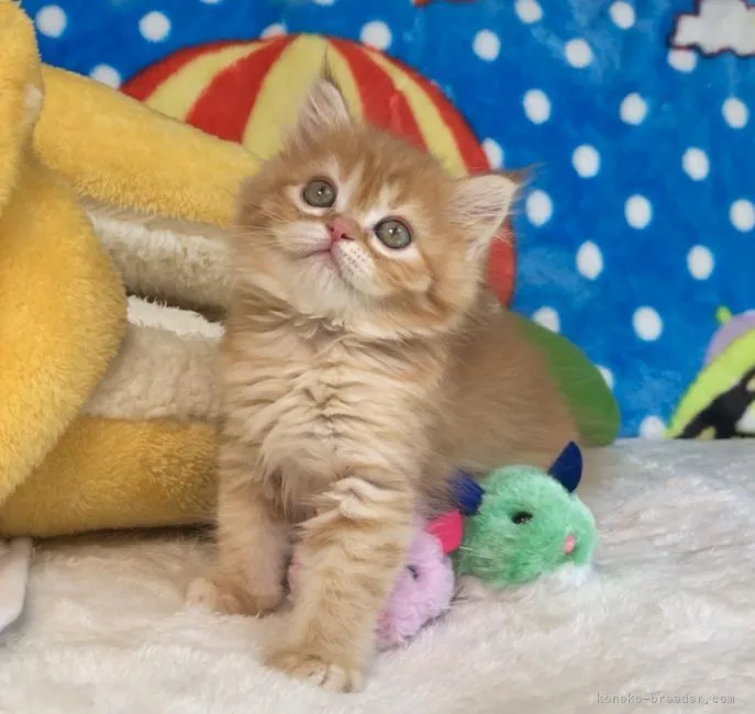 ID:2205-00528の子猫