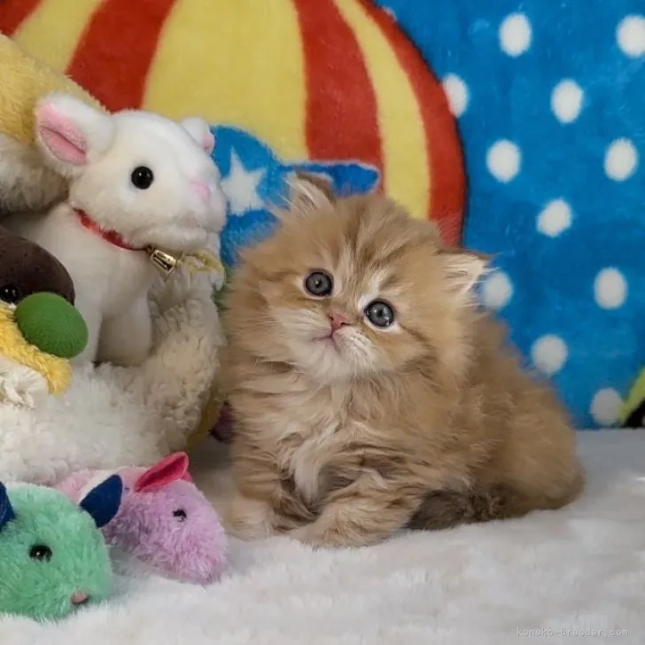 ID：2304-01152の子猫