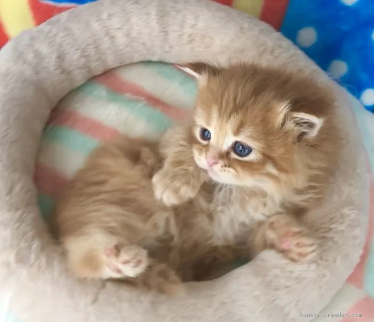 ID:2003-00174の子猫