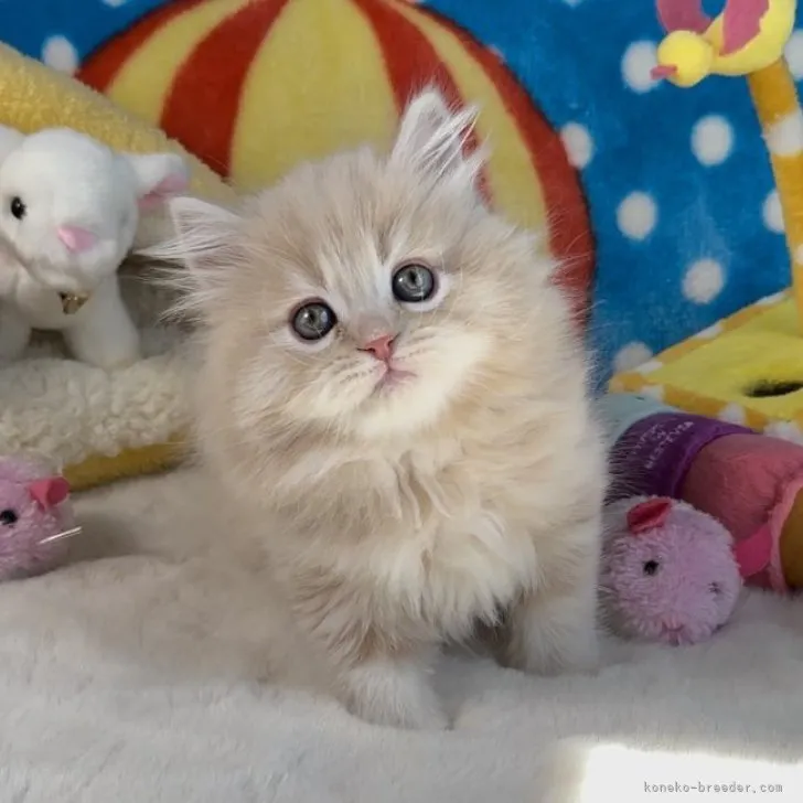 ID:2303-02579の子猫