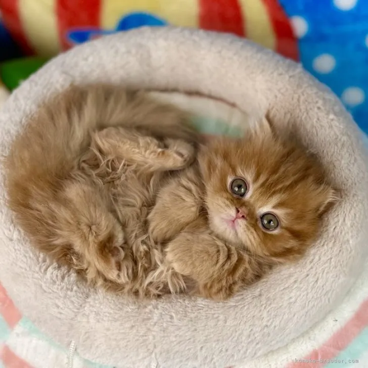 ID:2312-00336の子猫
