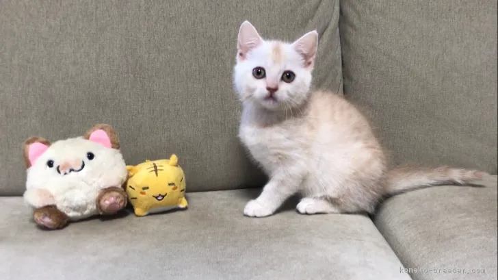ID:1801-01008の子猫