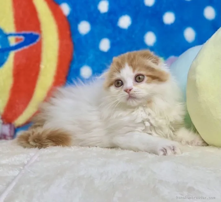 ID：2112-01303の子猫